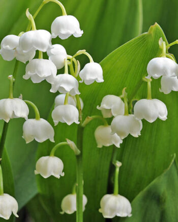 Convallaria majalis L. – Đurđevak