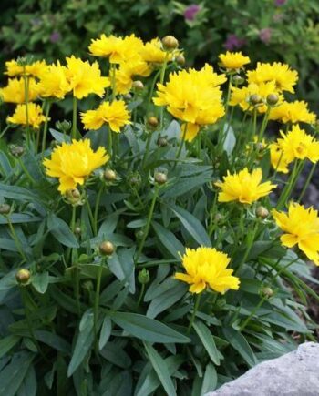 Coreopsis grandiflora "Presto"