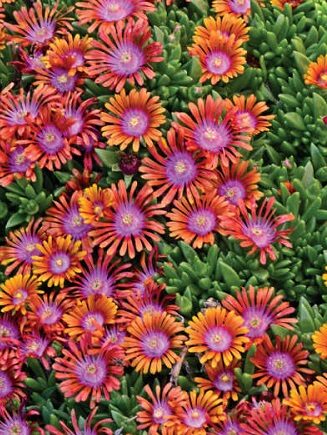 Delosperma hybrida "Fire Spinner"