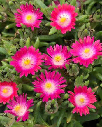 Delosperma hybrida "Jewel of Desert Amethyst"