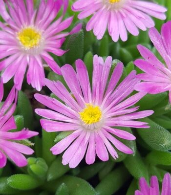 Delosperma hybrida "Jewel of Desert Candystone"