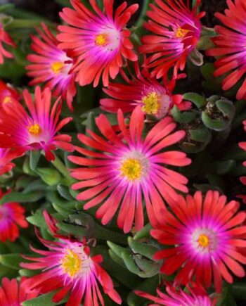Delosperma hybrida "Jewel of Desert Garnet"