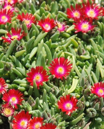 Delosperma hybrida "Jewel of Desert Granade"
