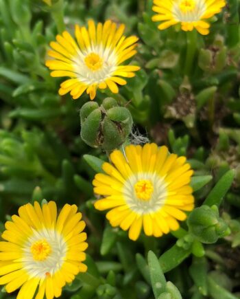 Delosperma hybrida "Jewel of Desert Peridot"