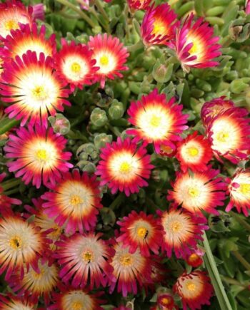 Delosperma hybrida "Jewel of Desert Ruby"