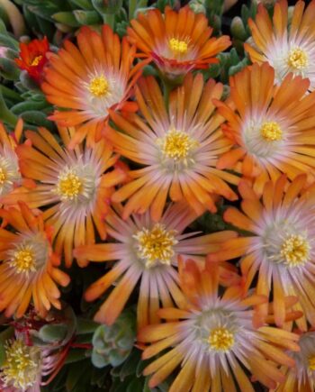 Delosperma hybrida "Jewel of Desert Topaz"