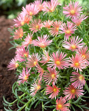 Delosperma cooperi "Mesa Verde"