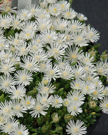 Delosperma hybrida "White Pearl"