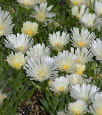 Delosperma congestum "Album" ili "White Nugget"