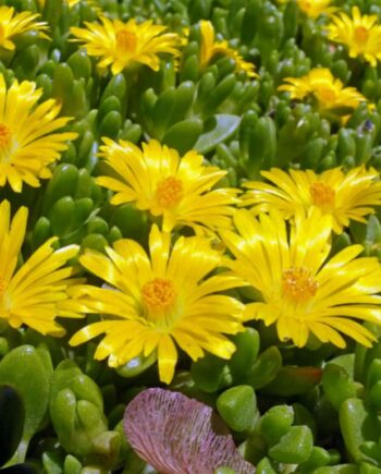 Delosperma congestum "Gold Nugget"