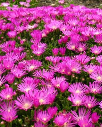 Delosperma cooperi (Hook.f.) L.Bolus