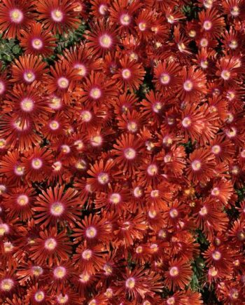 Delosperma dyeri "Red Mountain Flame"