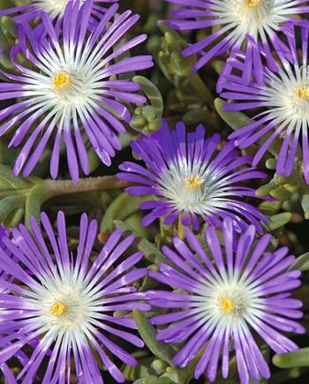 Delosperma floribundum "Starburst"