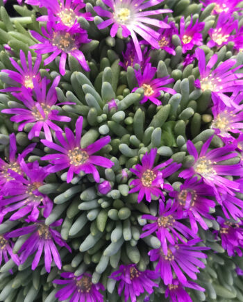 Delosperma sphalmanthoides S.A.Hammer