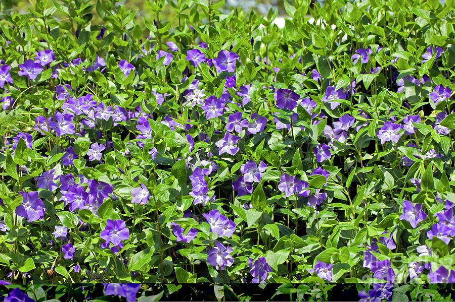 Vinca major L. Velika zimzelen Rasadnik Novi Sad Yuflor