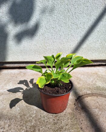 Hosta "Golden Tiara"
