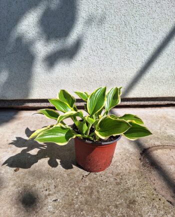 Hosta "Queen Josephine"