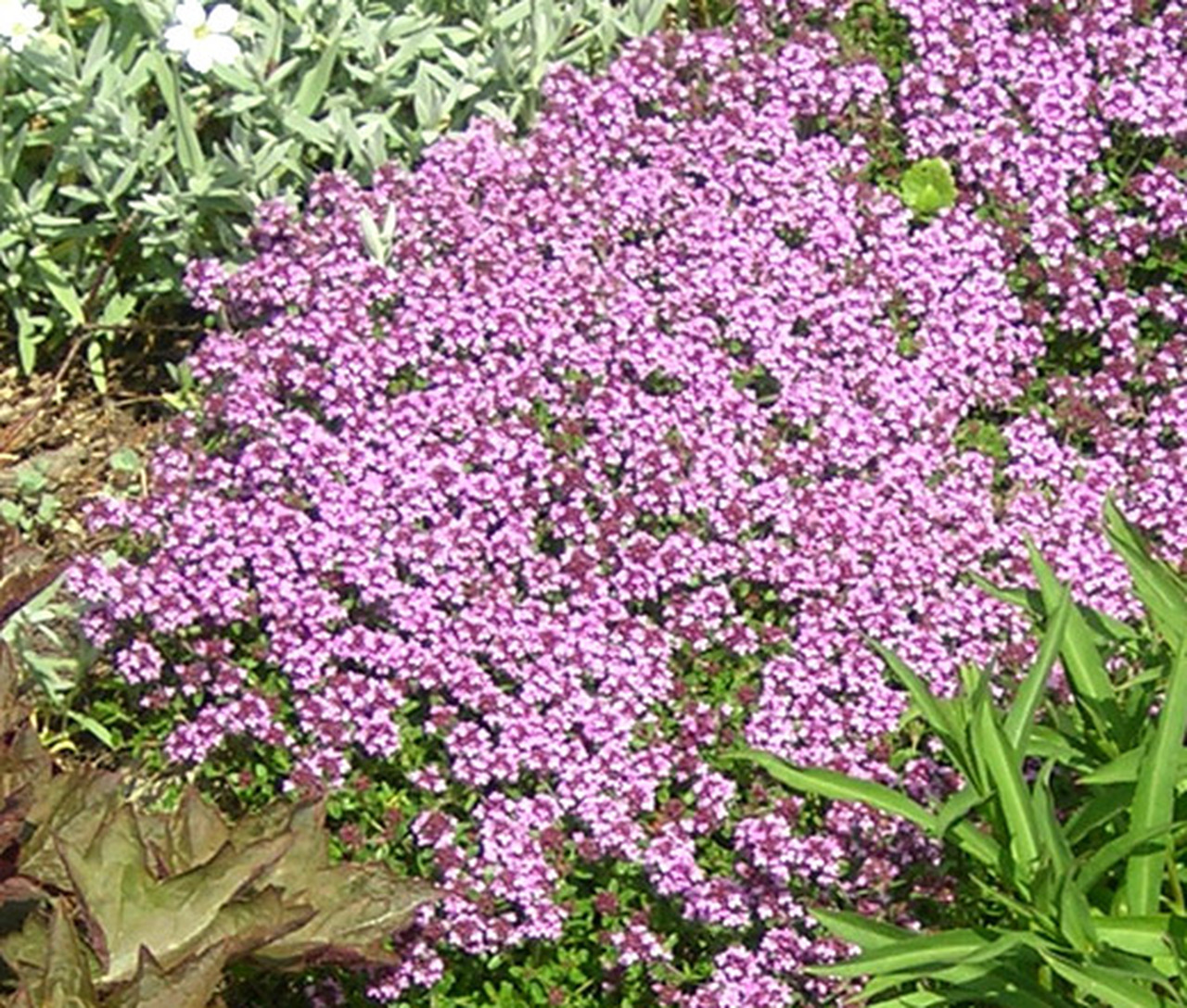 Thymus serpyllum L. Timijan (majčina dušica) Rasadnik Novi Sad Yuflor
