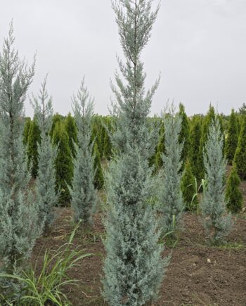 Cupressus arizonica Greene. – Arizonski čempres 2,2 - 2,5m