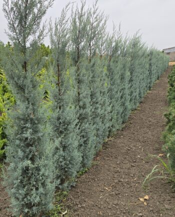 Cupressus arizonica Greene. – Arizonski čempres 1,8-2m