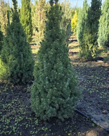 Picea glauca "Conica" - Patuljasta bela smrča "Conica"