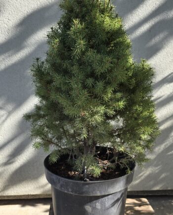 Picea glauca "Conica" - Patuljasta bela smrča "Conica"