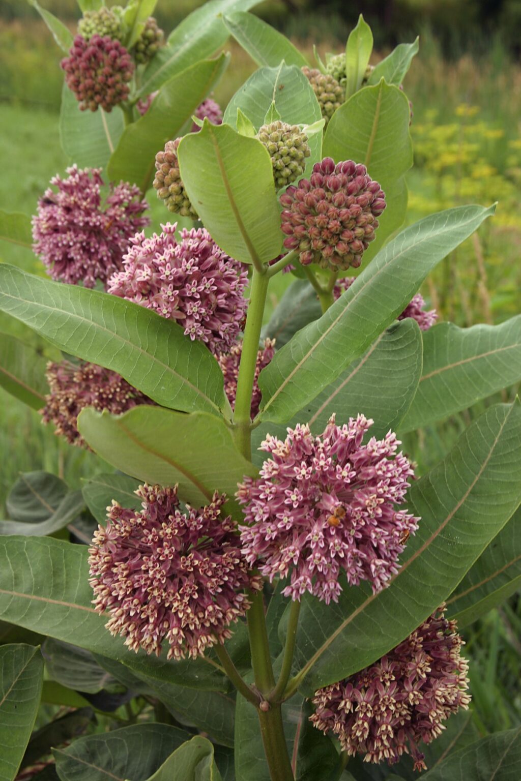 asclepias-syriaca-papagaj-biljka-rasadnik-novi-sad-yuflor