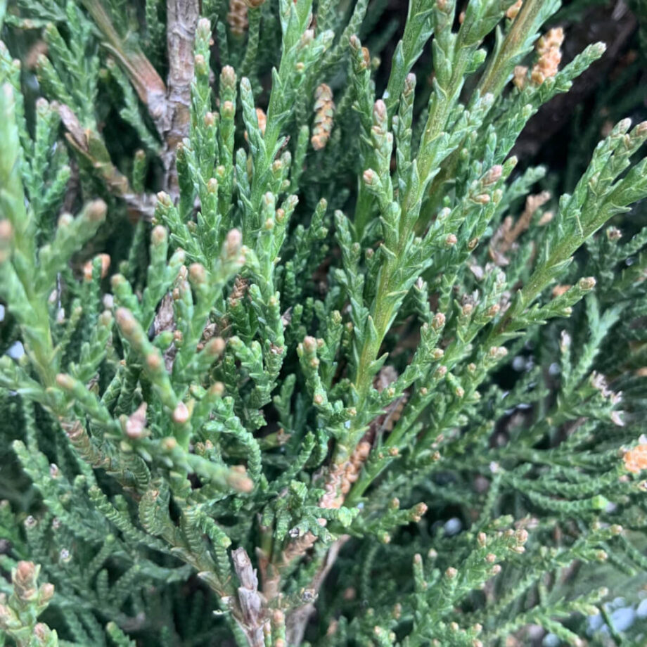 Cupressus sempervirens – mediteranski čempres - Rasadnik Novi Sad - Yuflor