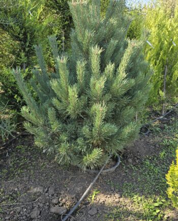 Pinus sylvestris (Pinus silvestris L.) "Watereri" - Beli bor "Watereri"