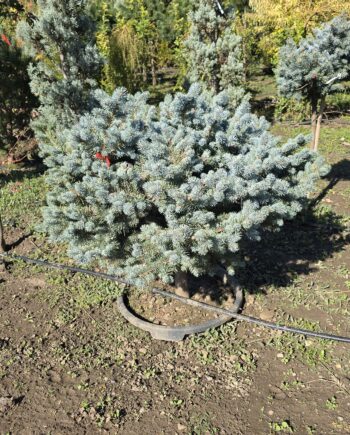 Picea pungens "Glauca Globosa" - Plavozelena loptasta bodljiva smrča "Glauca Globosa"