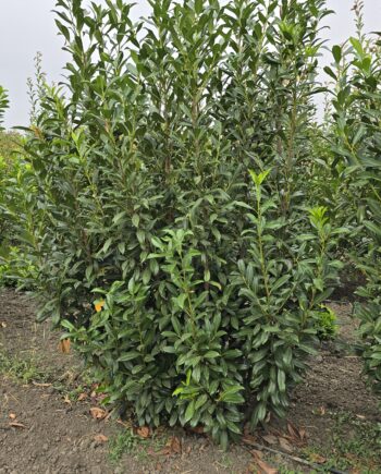 Prunus laurocerasus L. - Lovorvišnja 2 - 2,5m