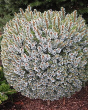 Picea sitchensis ''Tenas'' - Patuljasta smrča ''Tenas''