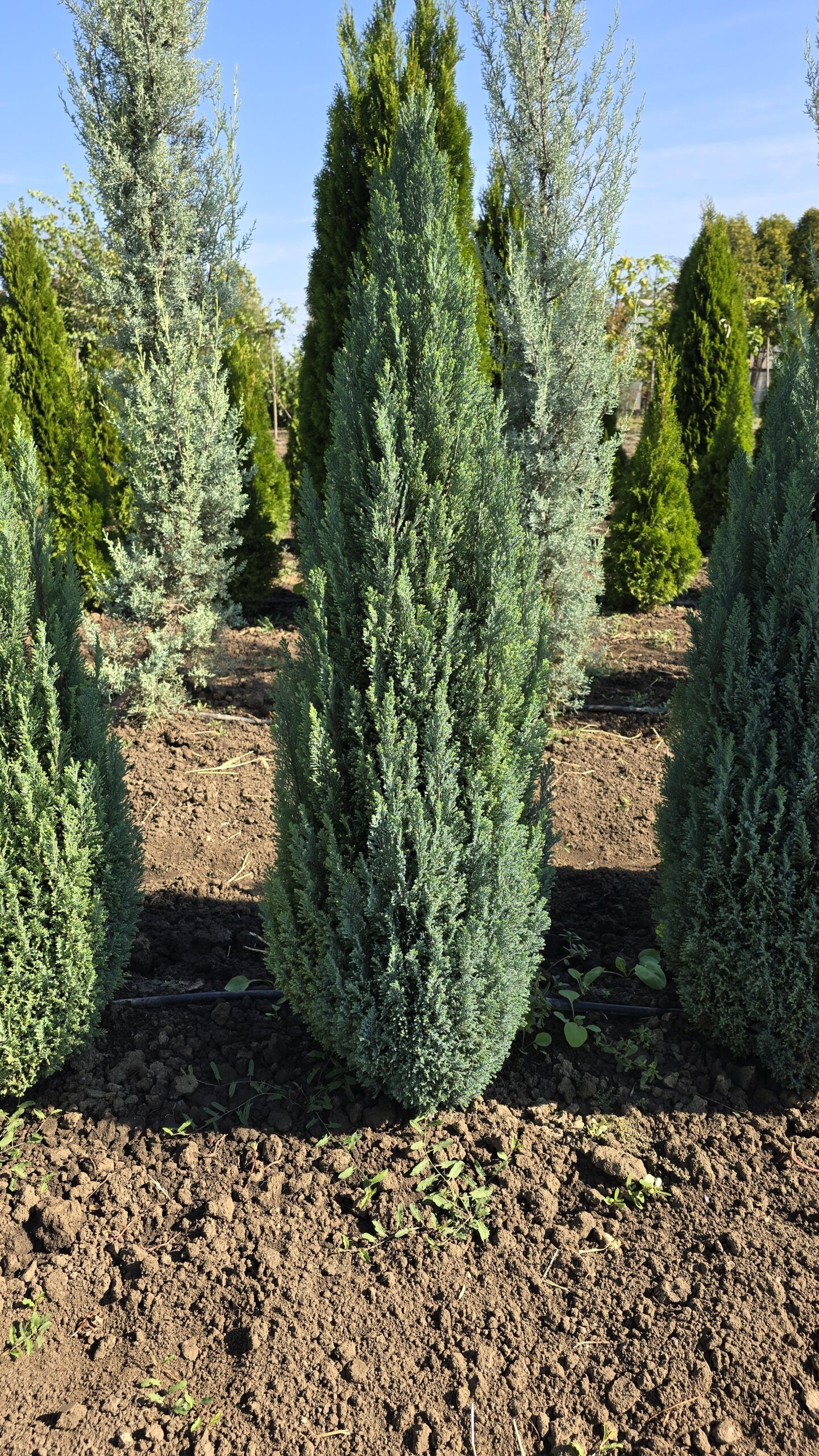 Chamaecyparis lawsoniana ' Ellwoodii Blue' 60 - 80cm