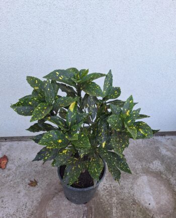 Aucuba japonica "Variegata"- Šarenolisna japanska aukuba