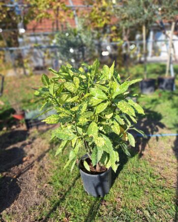 Aucuba japonica "Variegata"- Šarenolisna japanska aukuba