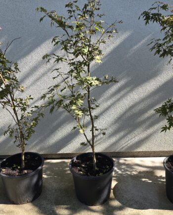 Acer palmatum "Atropurpureum" - Palmolisni javor crvenolisni "Atropurpureum" 1-1,2m