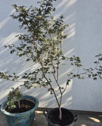Acer palmatum "Atropurpureum" - Palmolisni javor crvenolisni "Atropurpureum" 1,6-1,8m