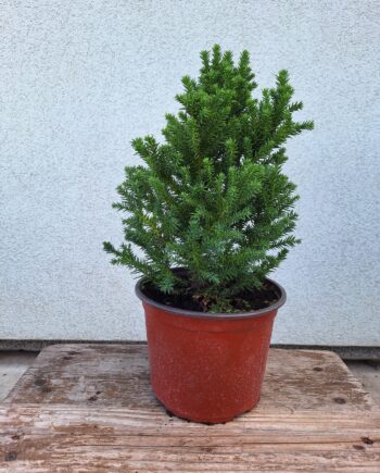 Cryptomeria japonica "Vilmoriniana" - Japanski kedar "Vilmoriniana"
