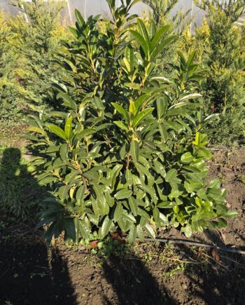 Prunus laurocerasus L. - Lovorvišnja 1,2 - 1,3m
