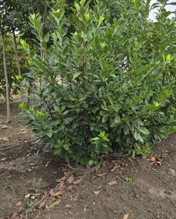 Prunus laurocerasus L. - Lovorvišnja 1,8 - 2m