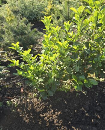 Prunus laurocerasus L. - Lovorvišnja 1m