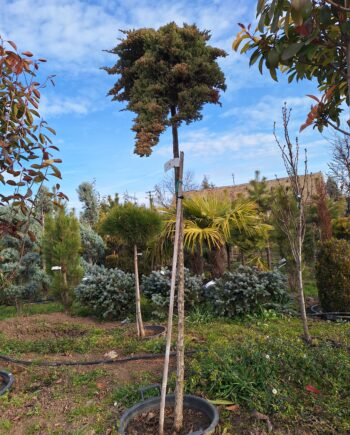 Juniperus procumbens "Nana" - Kalemljena kleka "Nana" na štapu