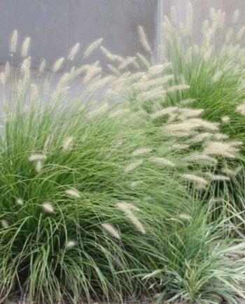 Pennisetum alopecuroides ''Little Bunny'' - Petlovo pero ''Little Bunny''