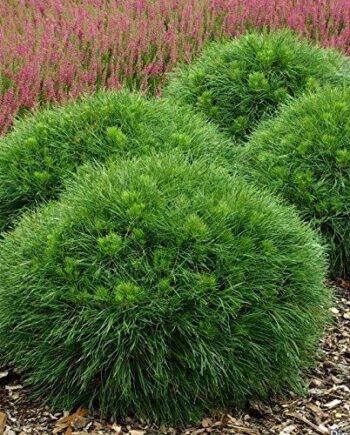 Pinus mugo "Varella" – Bor krivulj "Varella"