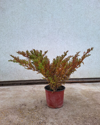 Juniperus horizontalis ''Andorra Compacta'' - polegla kleka ''Andorra Compacta''