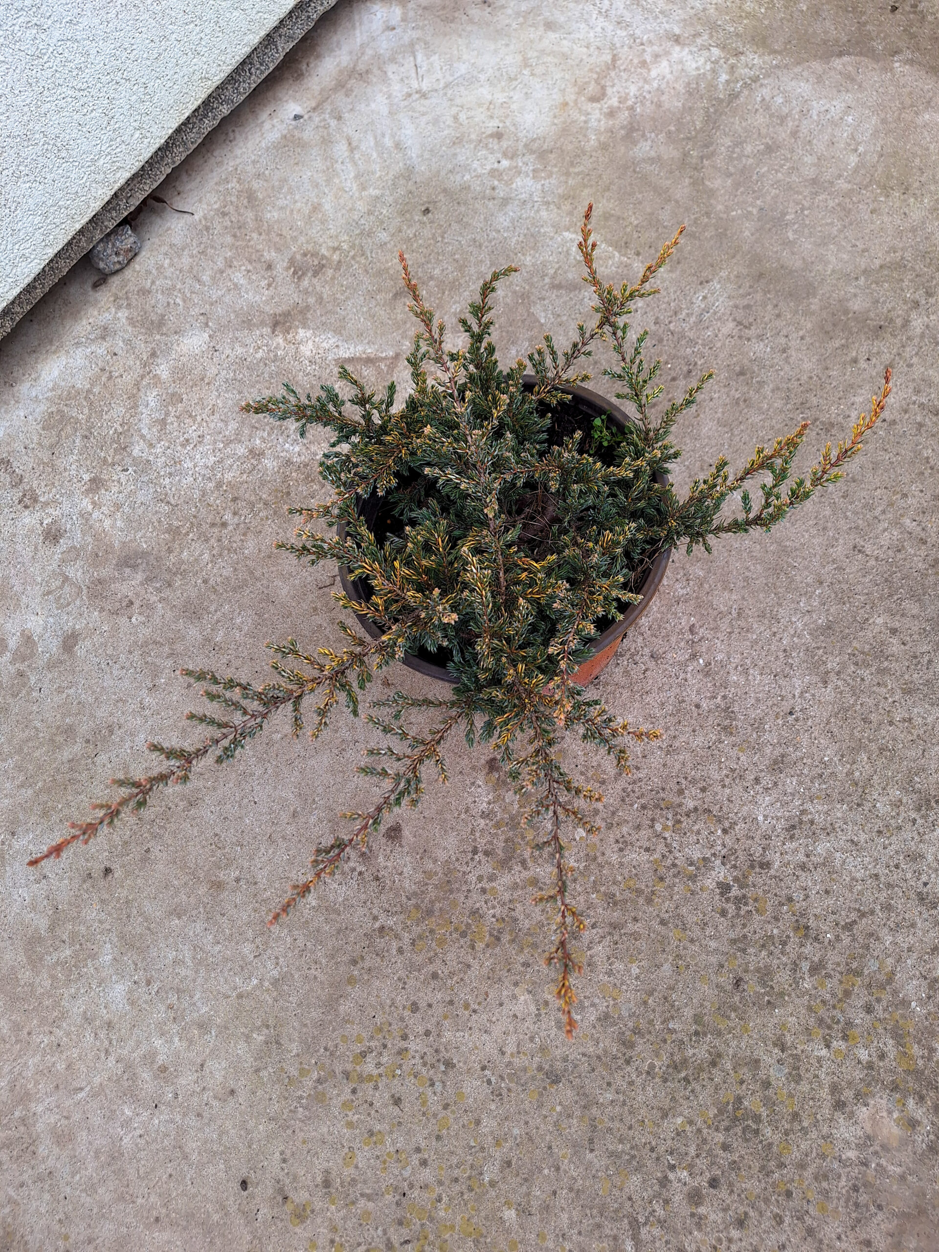 Juniperus communis "Goldschatz" - Zlatna polegla kleka "Goldschatz"