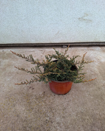 Juniperus communis "Goldschatz" - Zlatna polegla kleka "Goldschatz"