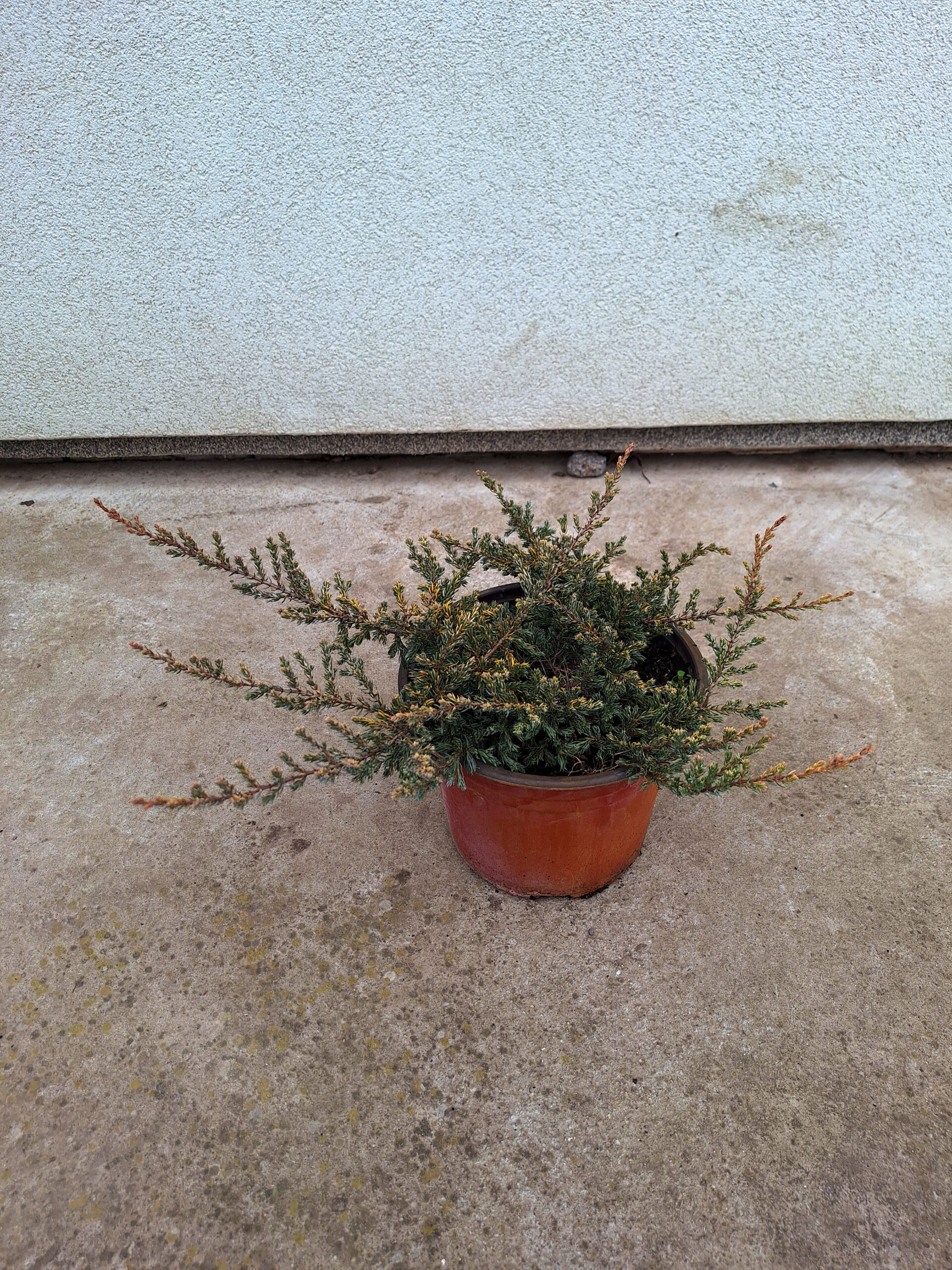 Juniperus communis "Goldschatz" - Zlatna polegla kleka "Goldschatz"