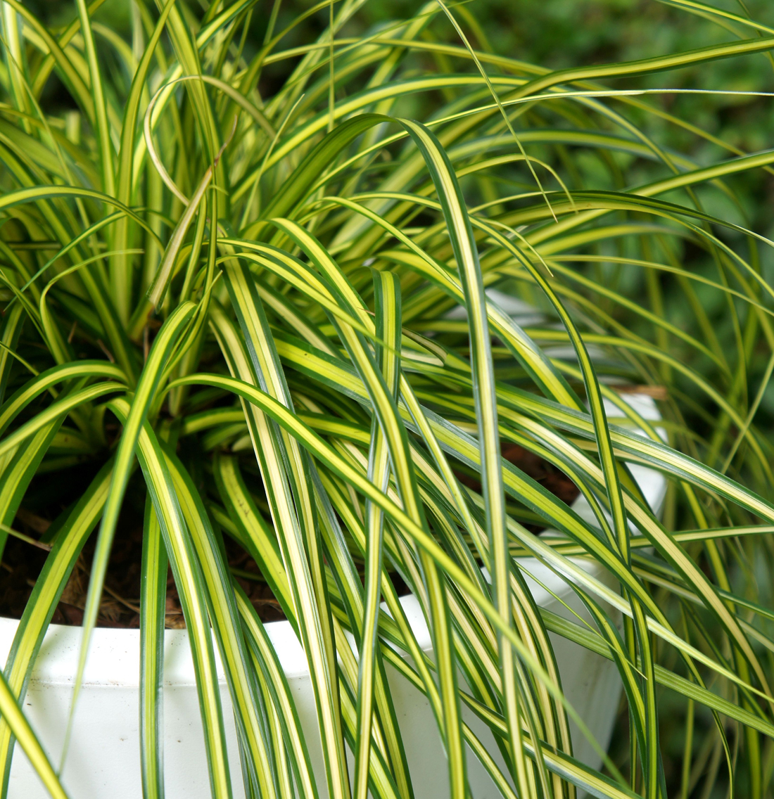 Carex oshimensis ''Eversheen''