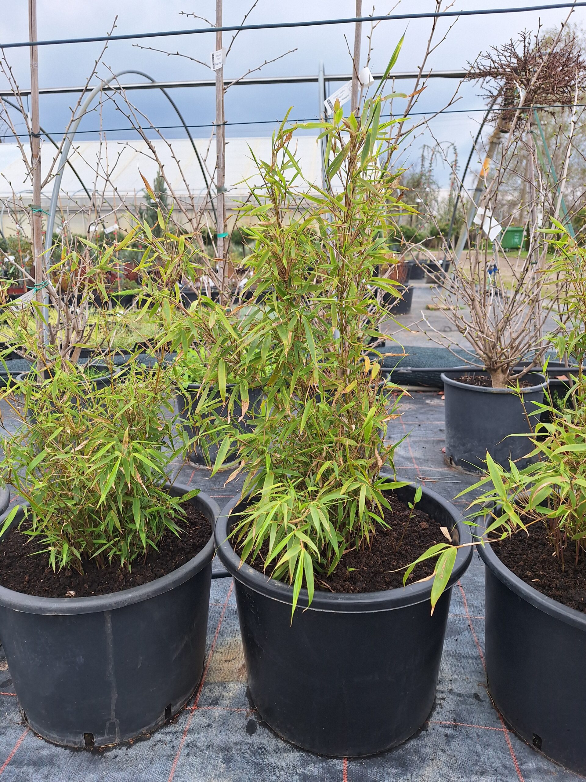 Fargesia rufa - Drvenasti bambus